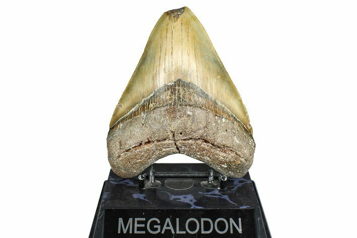 Serrated, Fossil Megalodon Tooth - North Carolina #371663
